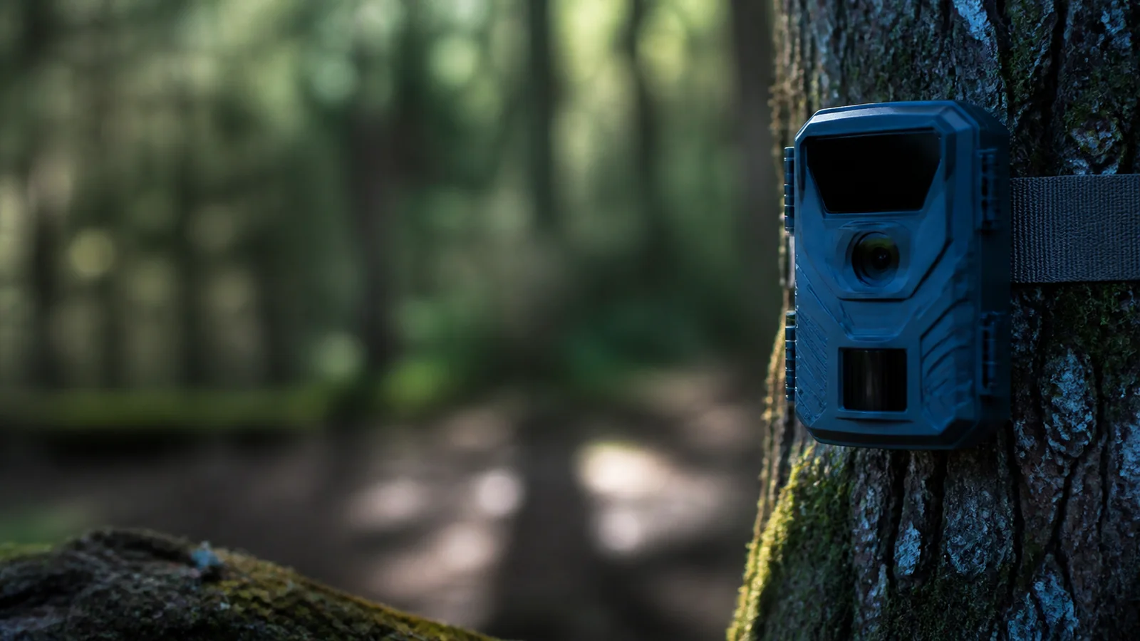 Mise en situation éditoriale d'un piège photo pour la biodiversité dans son contexte d'usage professionnel